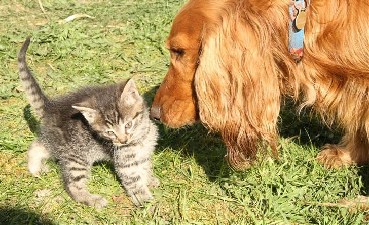 Huskat VRCL's Dumbo R.I.P billede 11