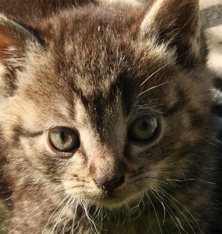 Huskat VRCL's Kombo SOLGT billede 1