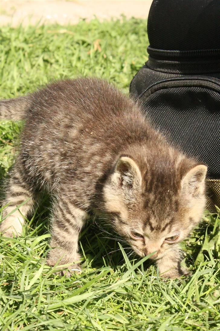 Huskat VRCL's Kombo SOLGT billede 2