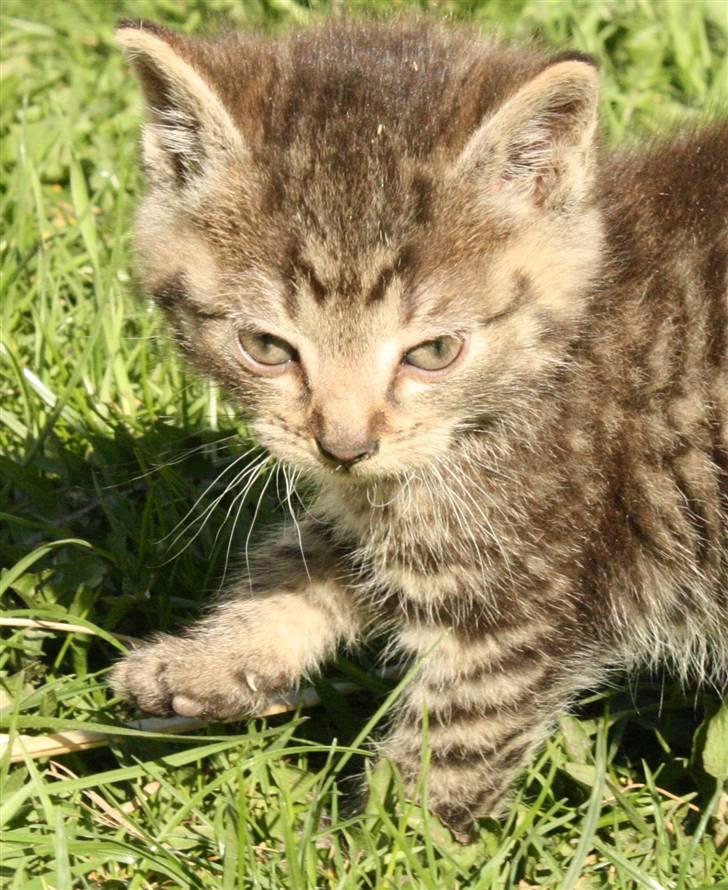 Huskat VRCL's Kombo SOLGT billede 3