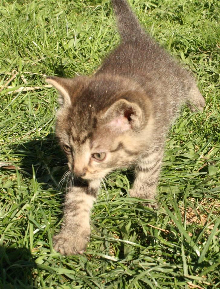 Huskat VRCL's Kombo SOLGT billede 4