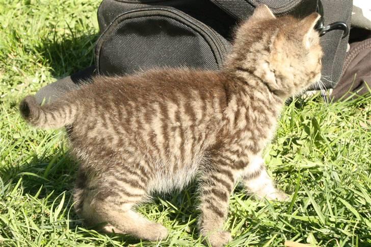 Huskat VRCL's Kombo SOLGT billede 5