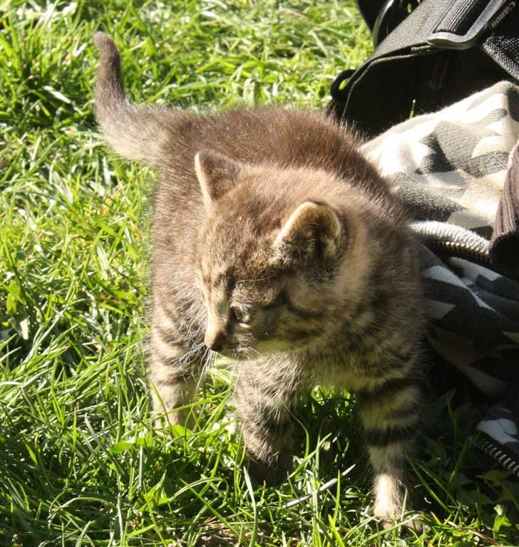 Huskat VRCL's Kombo SOLGT billede 6