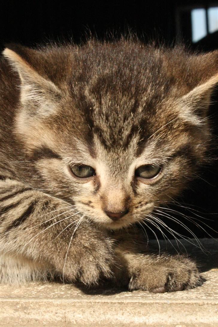 Huskat VRCL's SOMBO SOLGT billede 1