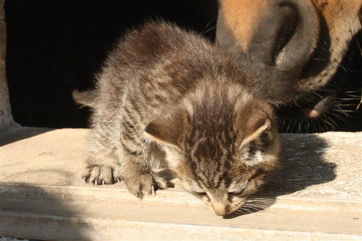 Huskat VRCL's SOMBO SOLGT billede 2