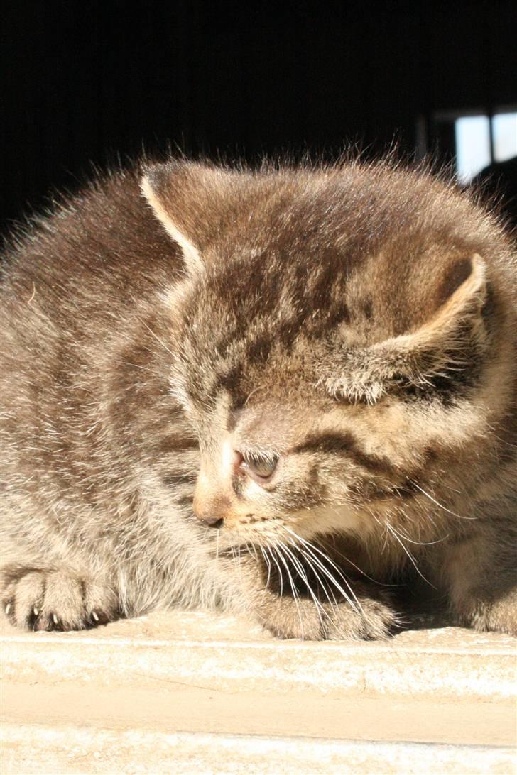 Huskat VRCL's SOMBO SOLGT billede 3