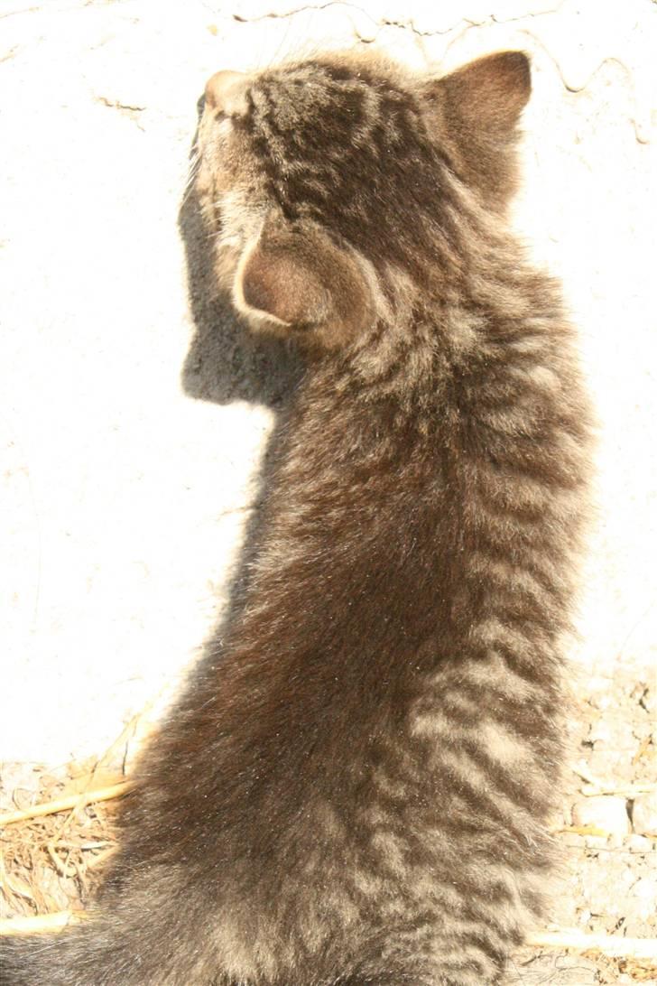 Huskat VRCL's SOMBO SOLGT billede 4