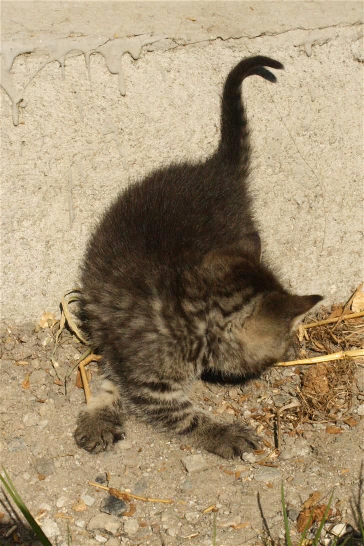 Huskat VRCL's SOMBO SOLGT - Lidt tricks kan man vel altid billede 5