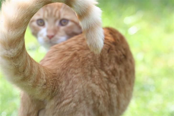 Blanding af racer Caesar - Kaldte du..?? billede 1