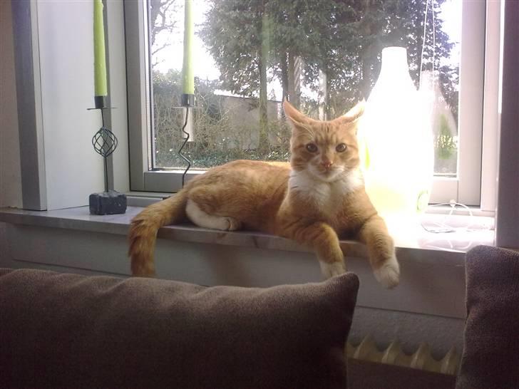 Blanding af racer Caesar - Kongen over Harte.. :o) billede 2