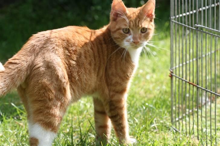 Blanding af racer Caesar - Er lige ude og kigge til Kaninerne.. billede 3