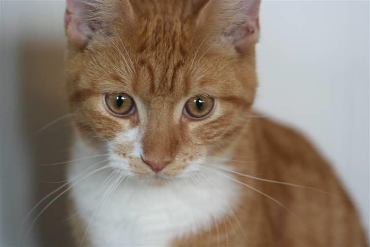 Blanding af racer Caesar - Er jeg ikke sød..?? billede 4