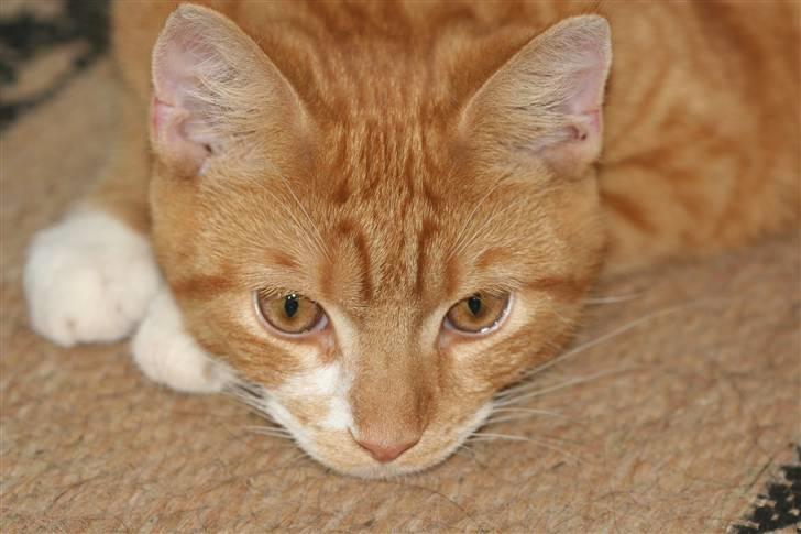 Blanding af racer Caesar - Slapper af, efter en lang tur ude.. billede 5