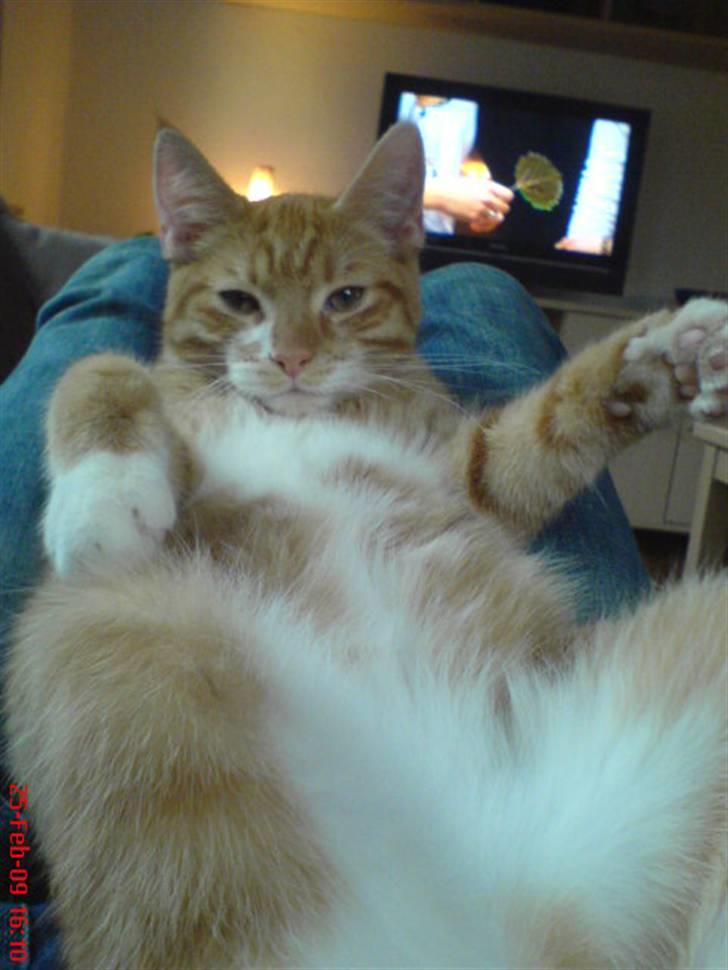 Blanding af racer Caesar - Ligger og hygger.. billede 6