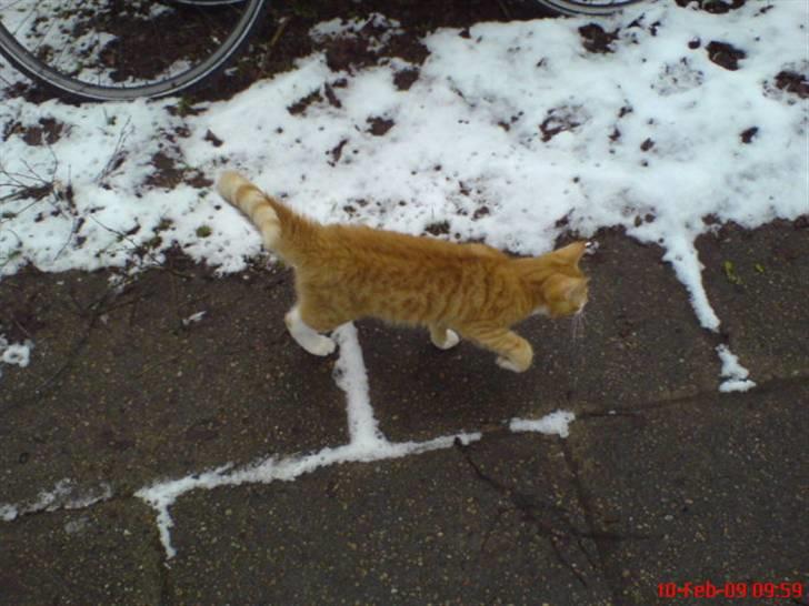 Blanding af racer Caesar - Min første gang ude.. billede 7