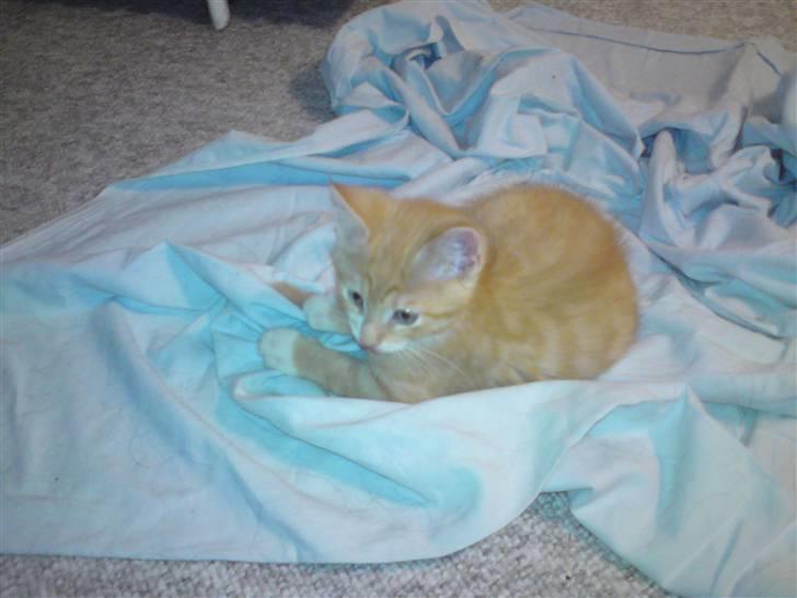 Blanding af racer Caesar - Mig som killing.. billede 8