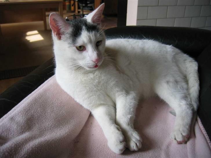 Huskat Basse - (13-04-09) billede 10