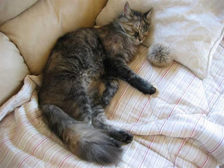 Blanding af racer Pjuske - (23-04-09) billede 11