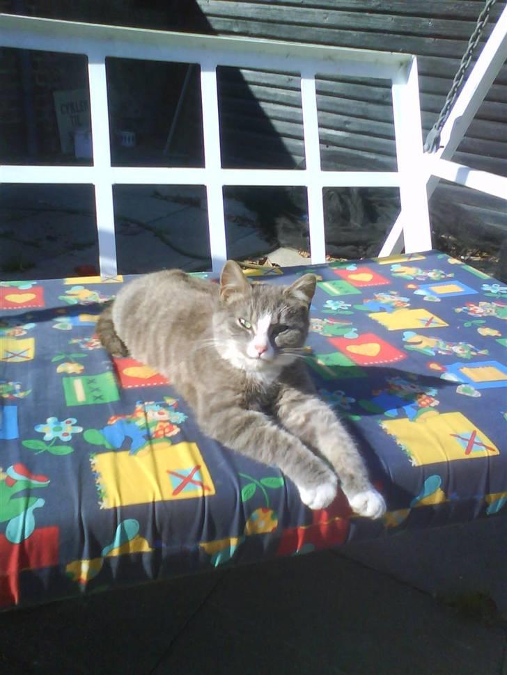 Huskat bølle  rip d 2 maj 09 billede 15