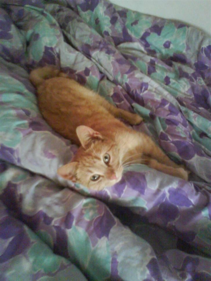 Huskat gaffe - jeg hygge  billede 11