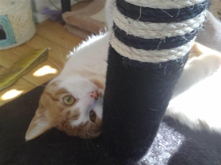 Huskat Luske <3 - Han elsker bare det krasetræ.. 25.04.09 billede 11