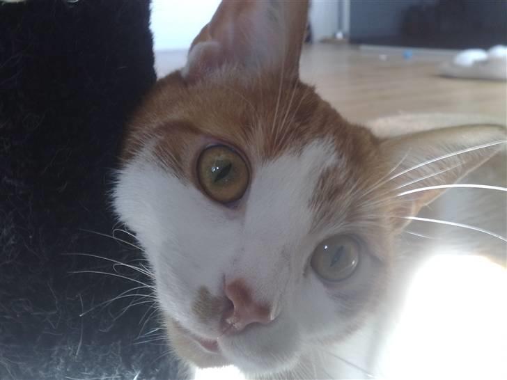 Huskat Luske <3 - han ligger vist ikke helt godt, men sød ser han ud. 25.04.09 billede 12