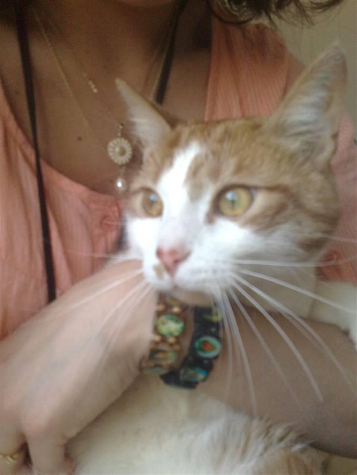 Huskat Luske <3 - Han vil vist ud og lege og ikke sidde og hygge sammen med mig her på kattegalleriet. 25.04.09 billede 13