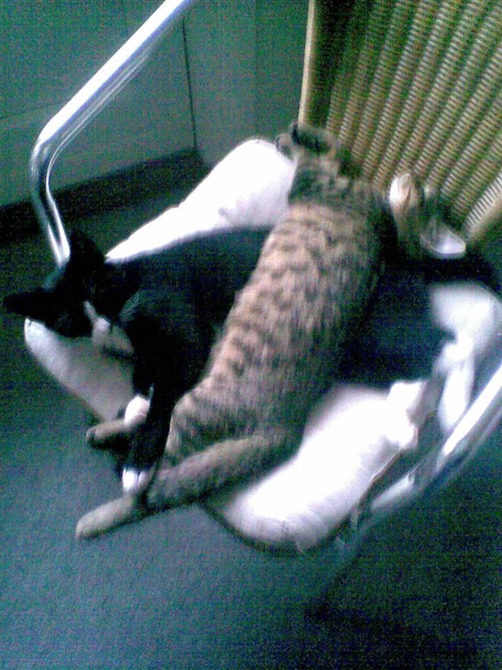 Huskat Molly R.I.P <3 - (: billede 7