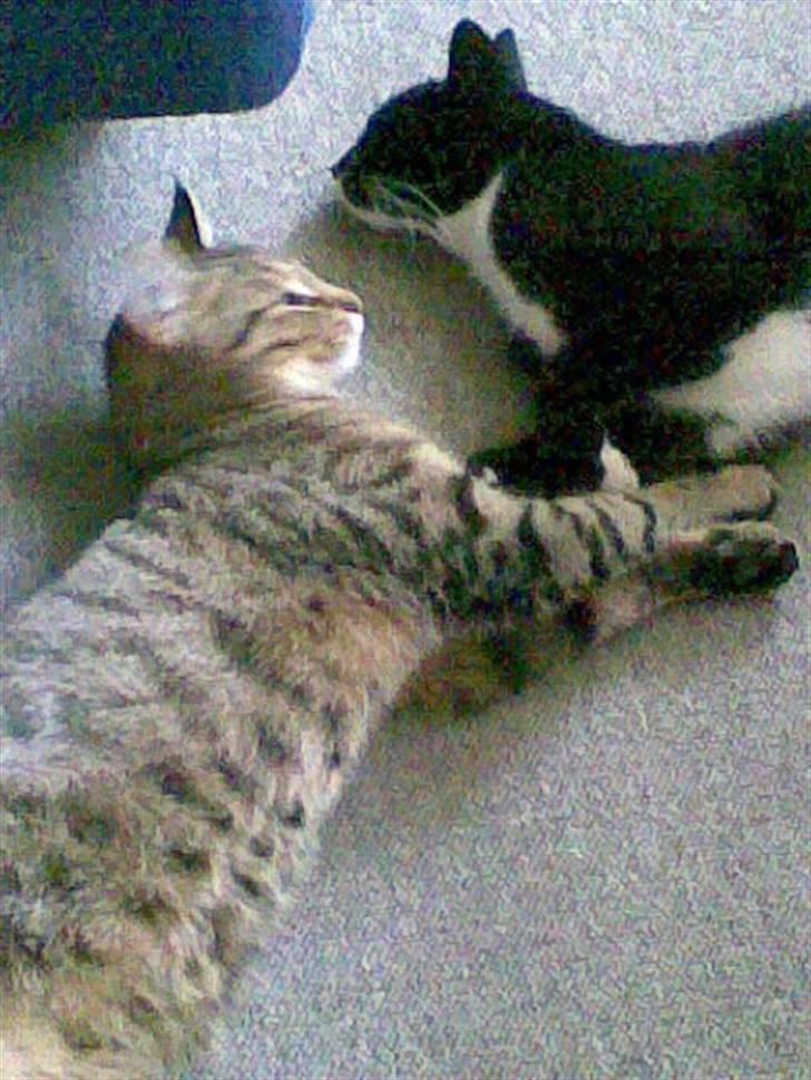 Huskat Molly R.I.P <3 - Altid sammen <3 billede 8