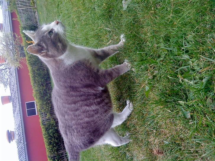 Huskat Missemor - kigger på en lille solsort. billede 1