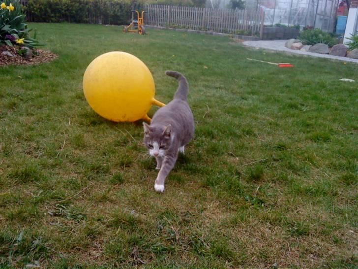 Huskat Missemor - Væk fra den store gule bold :-) billede 4