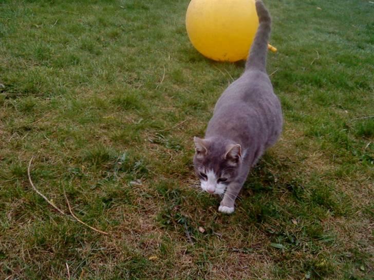 Huskat Missemor - Se min store tykke mave med killinger i billede 5