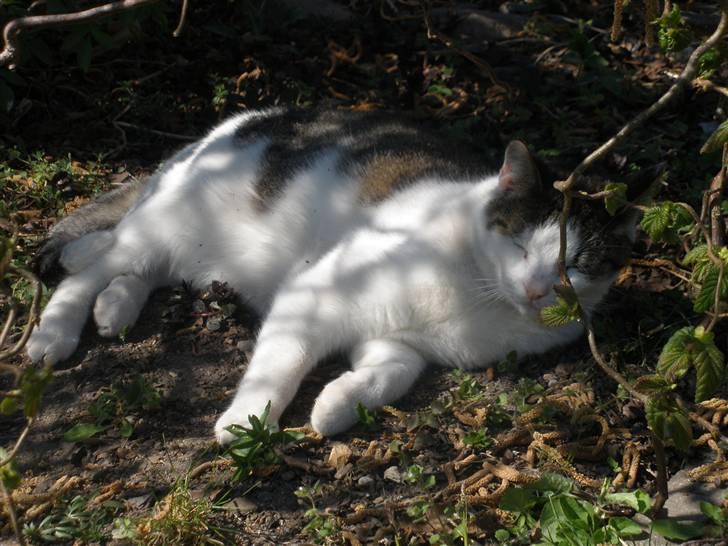 Huskat mads billede 9