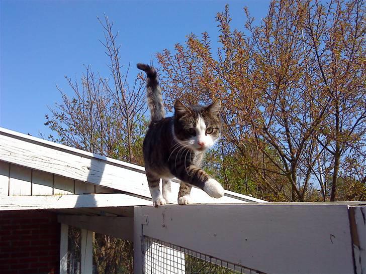 Huskat Frederik *R.I.P.* - Inden der kom hegn på kattegården :D billede 1