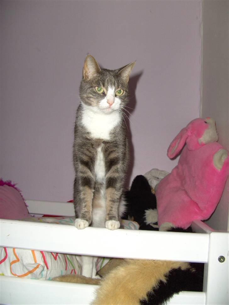 Blanding af racer Musen billede 1