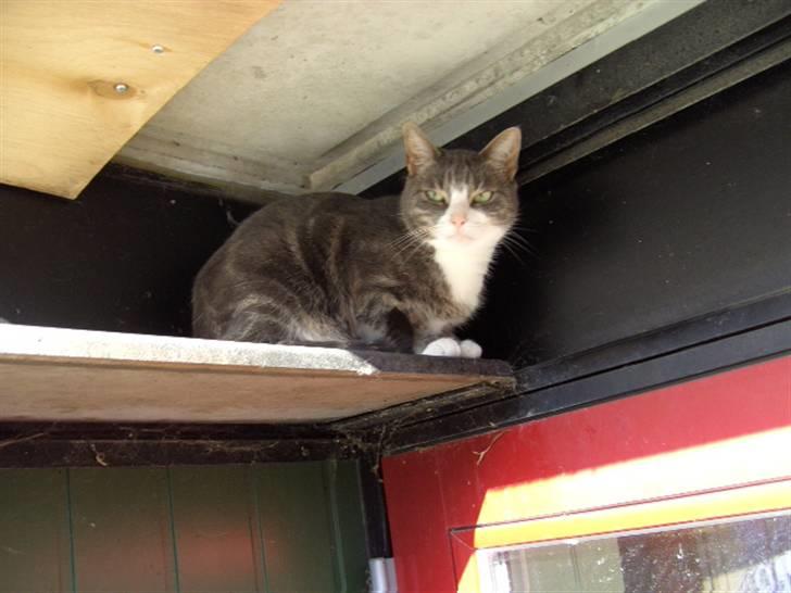 Blanding af racer Musen billede 2