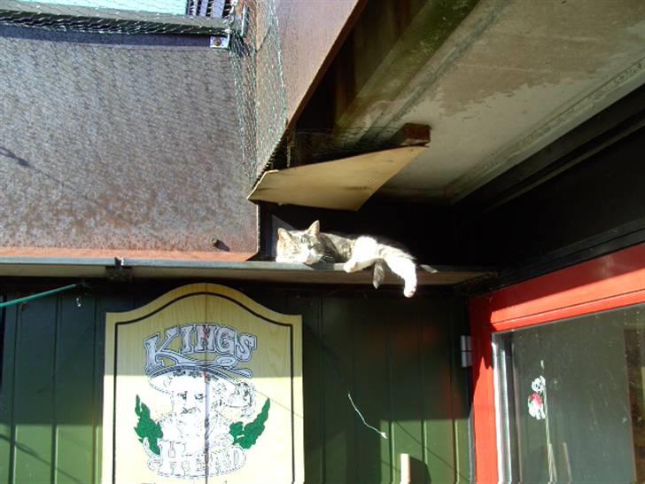 Blanding af racer Musen billede 3