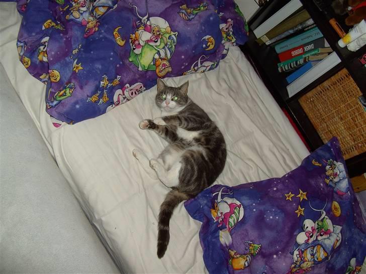 Blanding af racer Musen billede 4