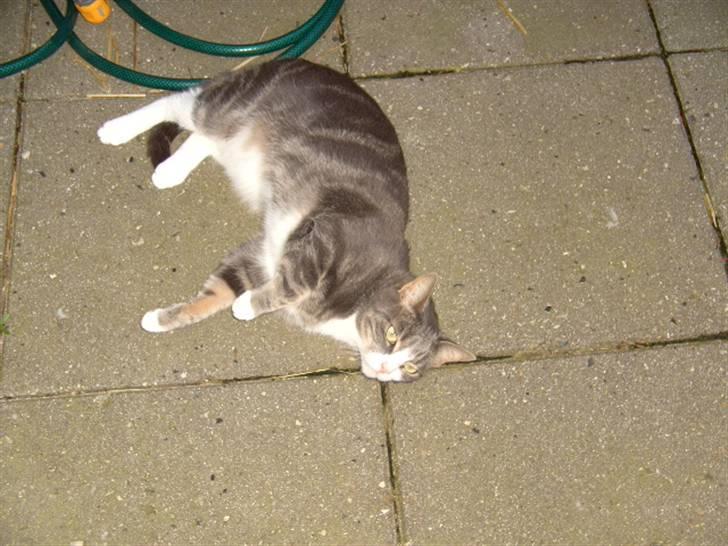 Blanding af racer Musen billede 5