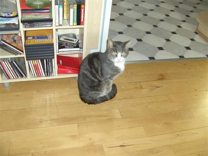 Blanding af racer Musen billede 6