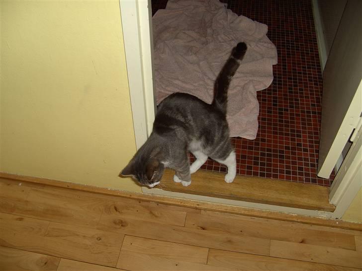 Blanding af racer Musen billede 7