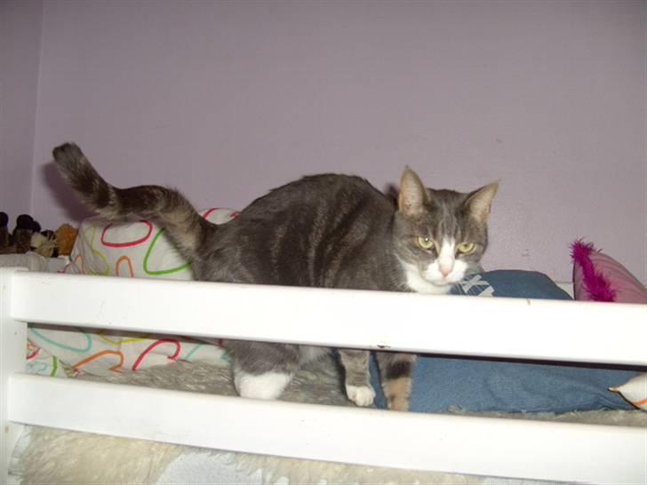 Blanding af racer Musen billede 8