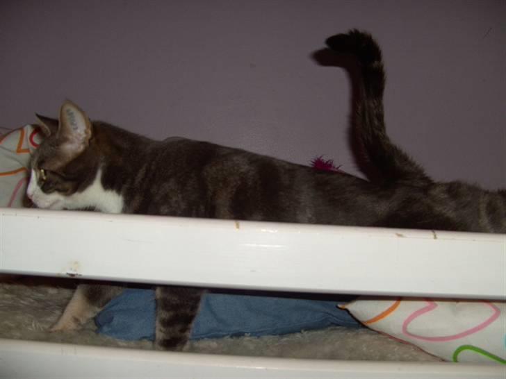 Blanding af racer Musen billede 9