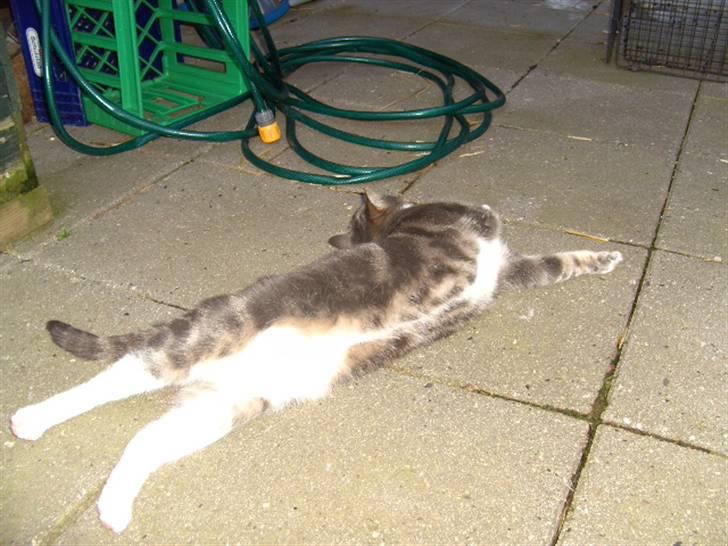 Blanding af racer Musen billede 10