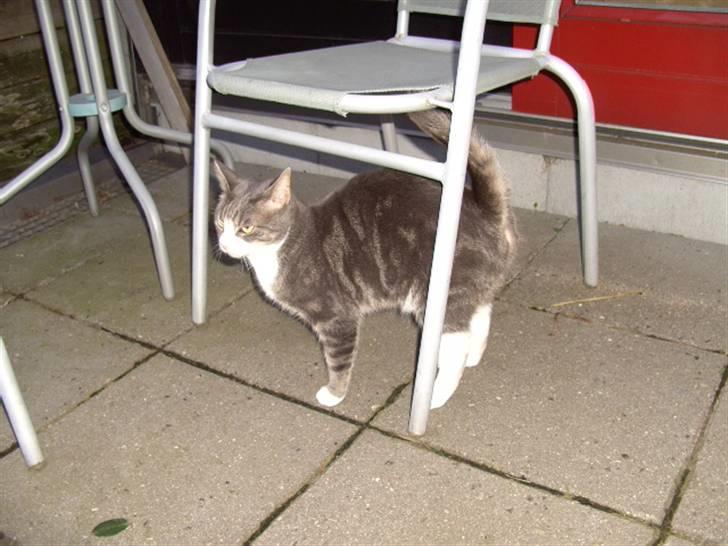 Blanding af racer Musen billede 11