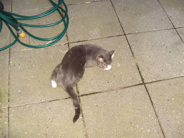 Blanding af racer Musen billede 12