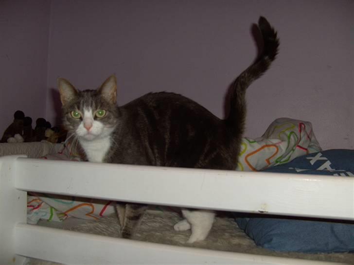 Blanding af racer Musen billede 13