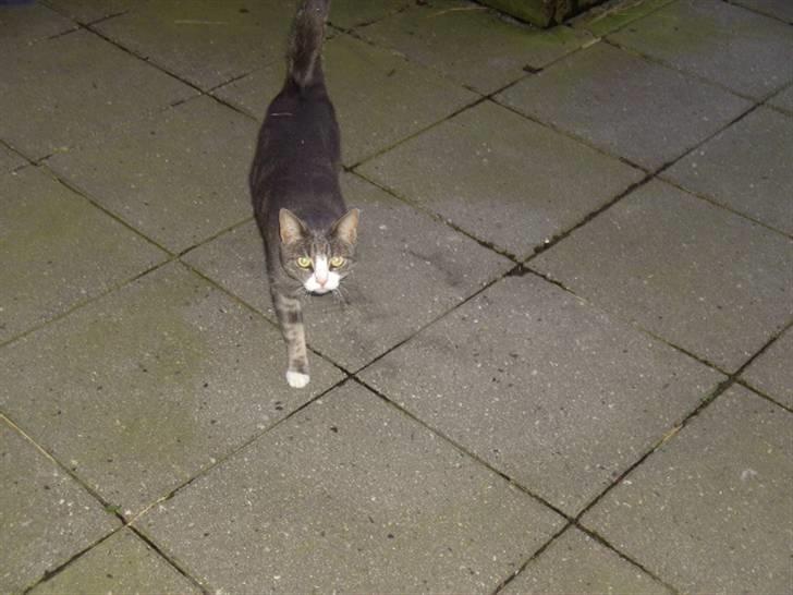 Blanding af racer Musen billede 14