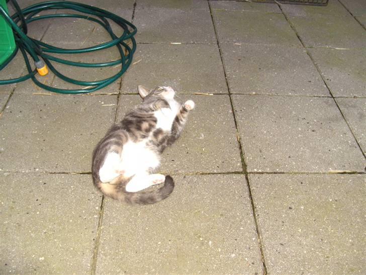 Blanding af racer Musen billede 15