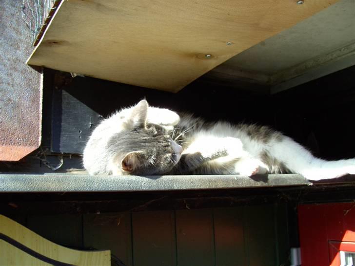 Blanding af racer Musen billede 16